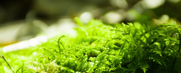 Lumix S Series From Panasonic