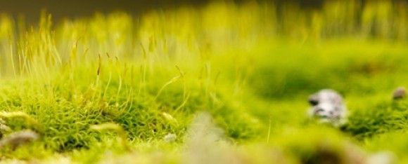 MPOW H12 RC Headphone