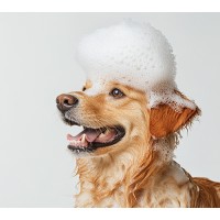 Pet Care