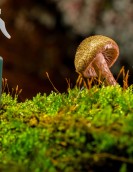 <AIRSCENTZ> 301 Antiseptic Fragrant Spray - 450ml <AIRSCENTZ> 301 Antiseptic Fragrant Spray - 450ml