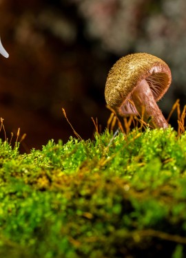 <AIRSCENTZ> 301 Antiseptic Fragrant Spray - 450ml